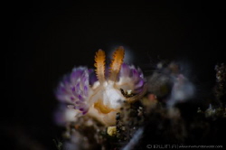 G L O W
Nudibranch (Facelina sp. 4)
Tulamben, Indonesia. by Irwin Ang 